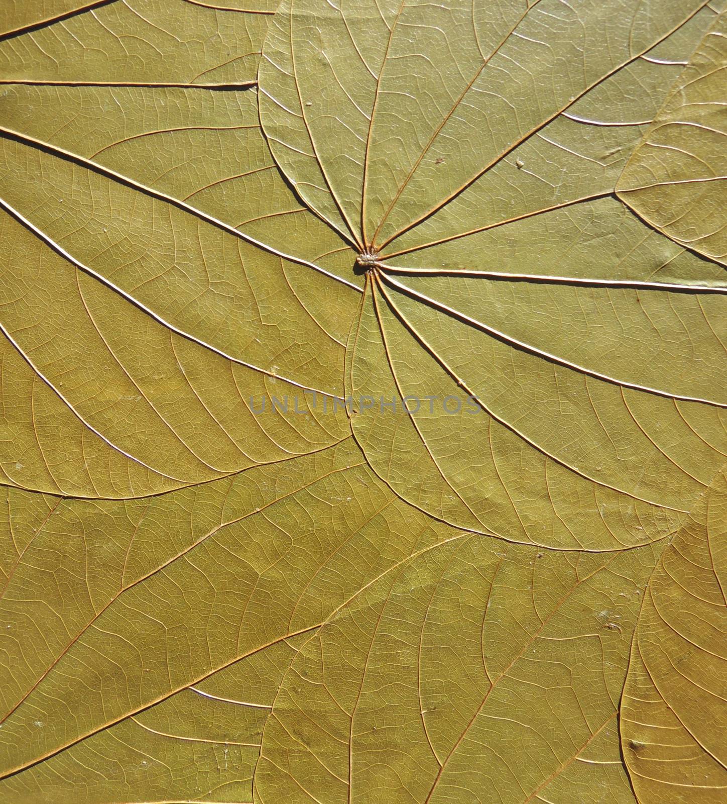 Dry leaf macro by MalyDesigner