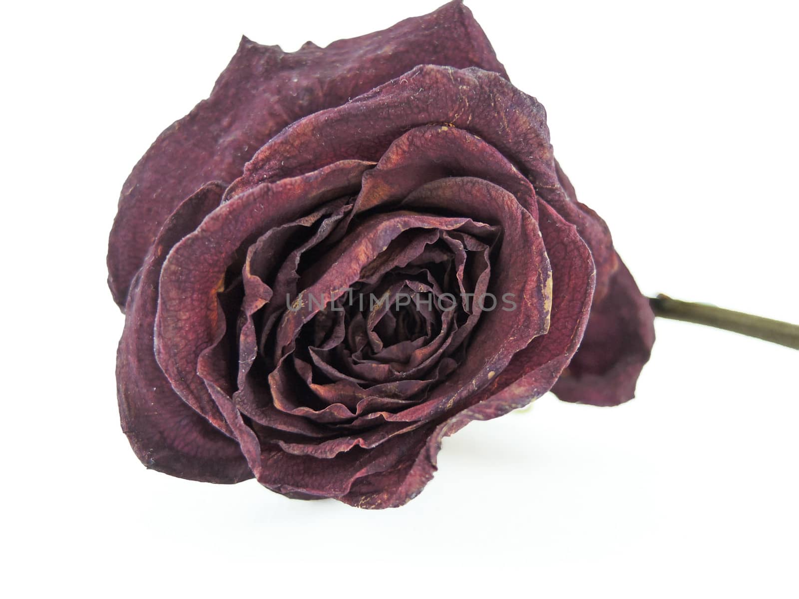 Dry rose on white background isolated by MalyDesigner