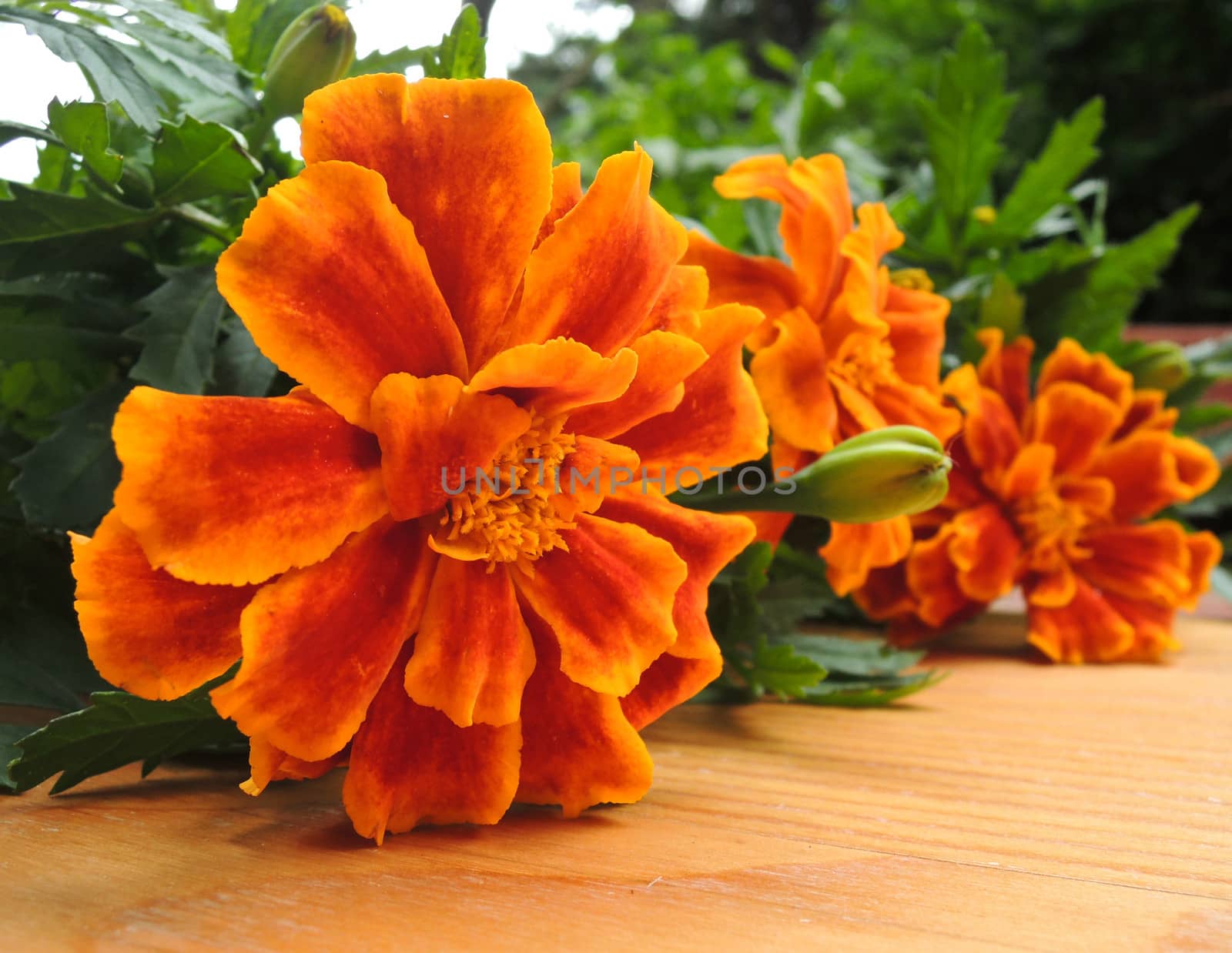 Marigold flower in garden by MalyDesigner