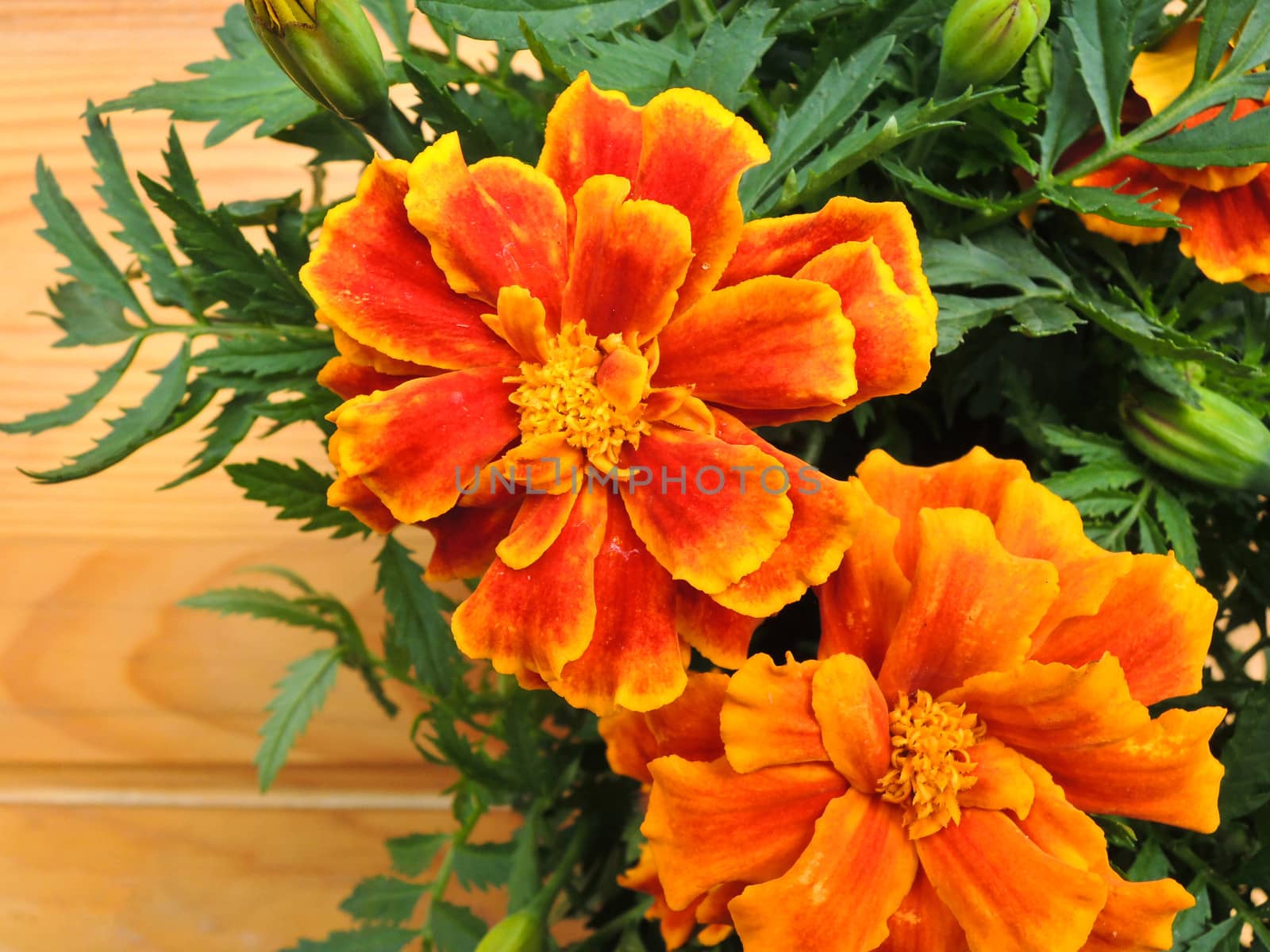 Marigold flower on wooden background by MalyDesigner