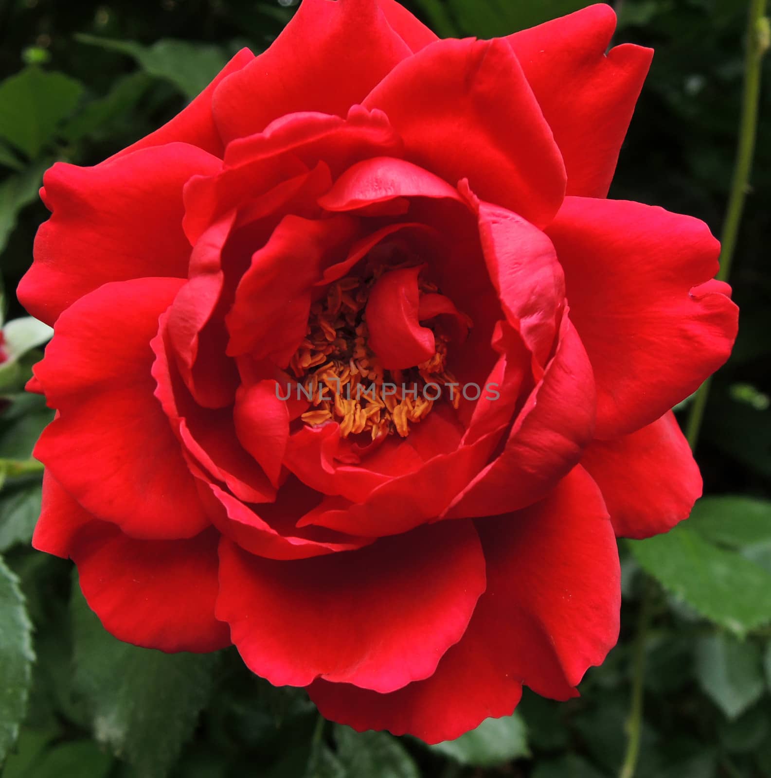 Red rose in garden by MalyDesigner