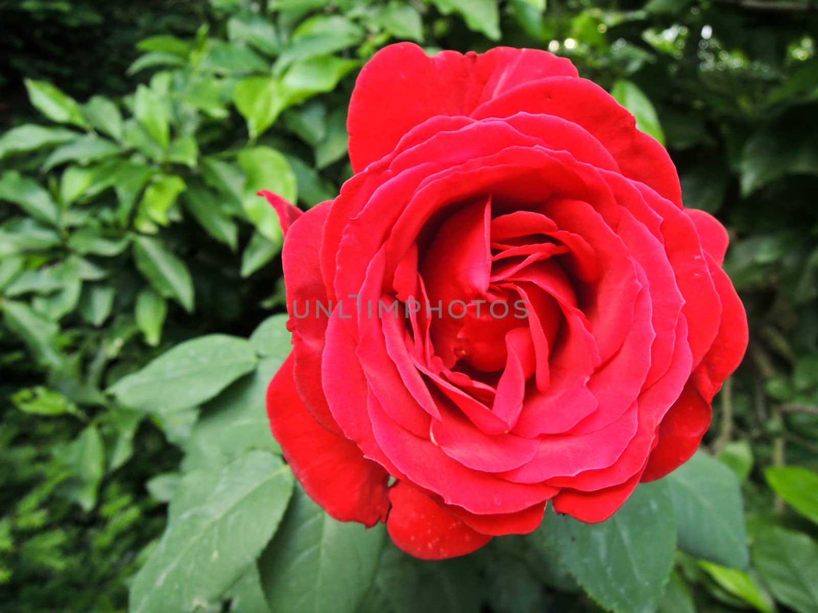 Red rose in garden by MalyDesigner