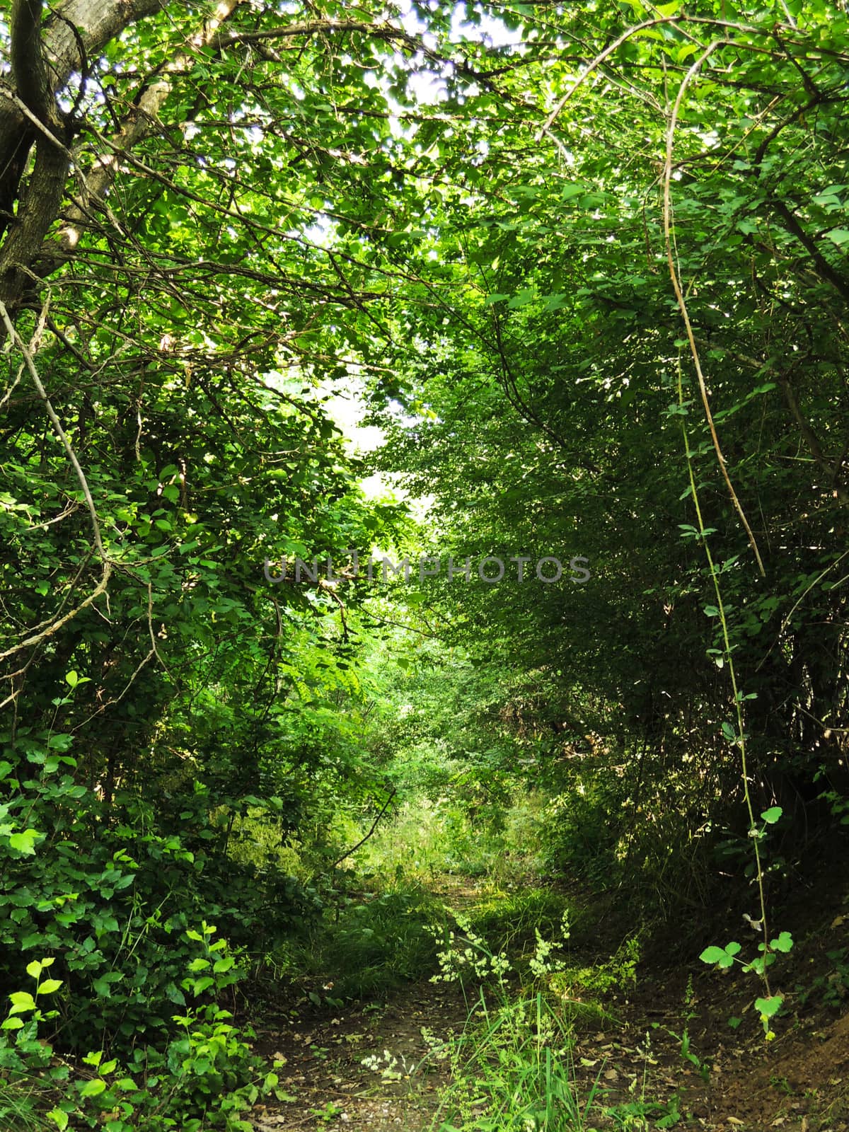 Road in birch forest in the spring

