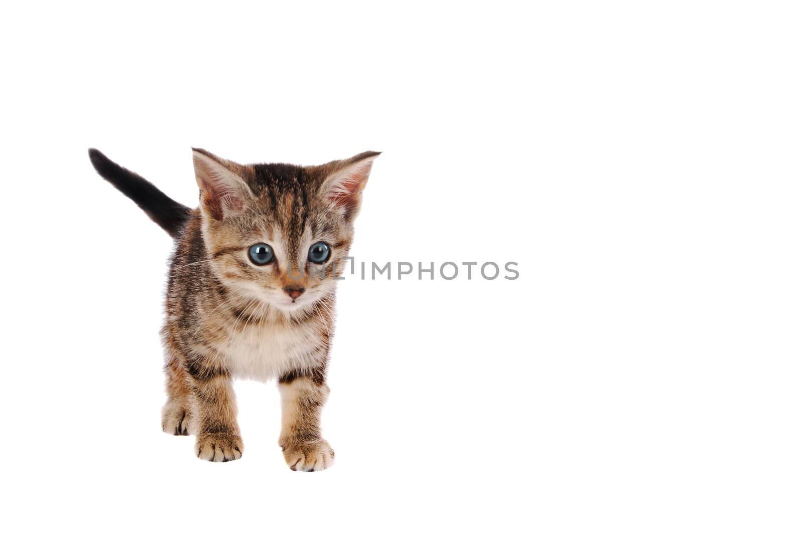 Blur eyed striped kitten with white background