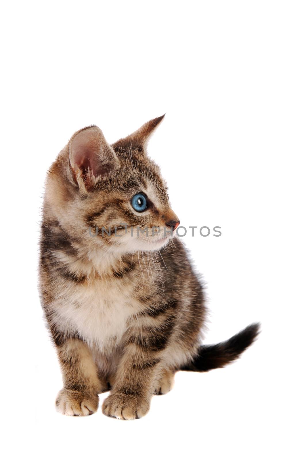 Striped Kitten with Blue Eyes on White Background