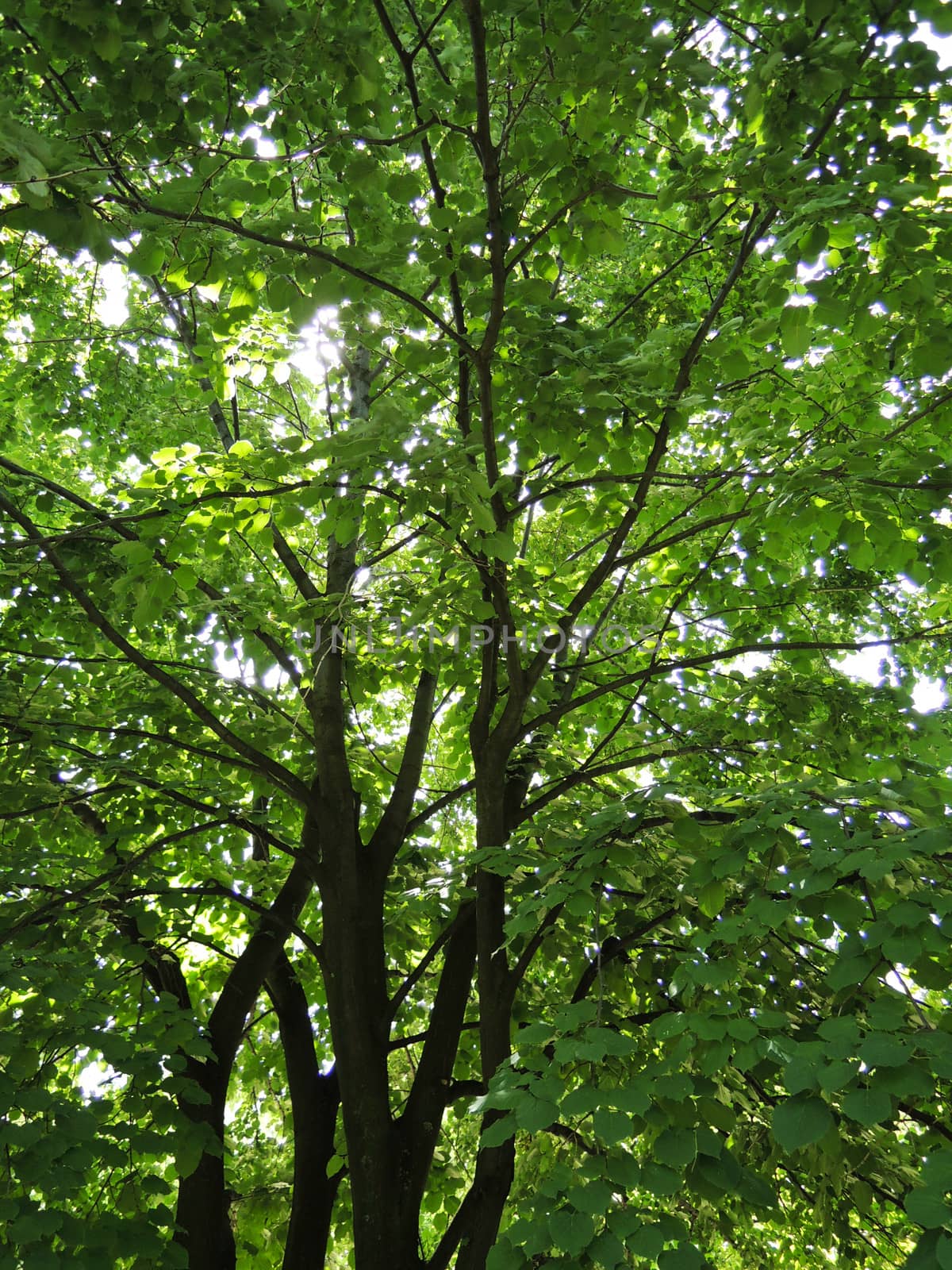 Top of linden tree