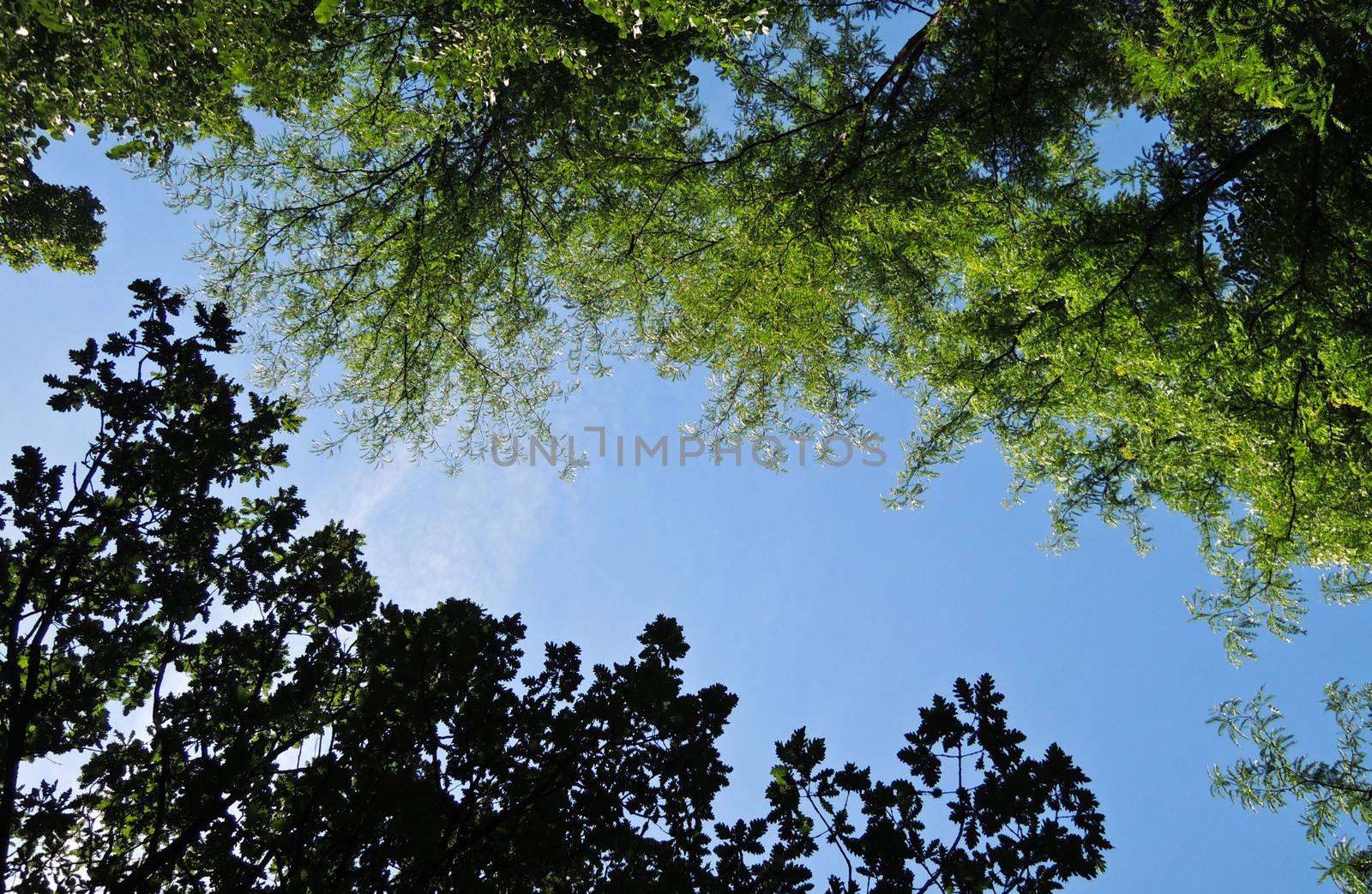 Tree canopy in spring time