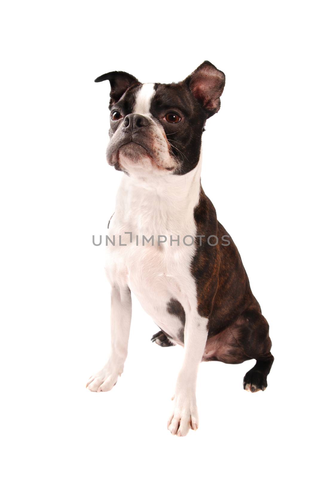Purebred Boston Terrier Dog Standing on a White Background