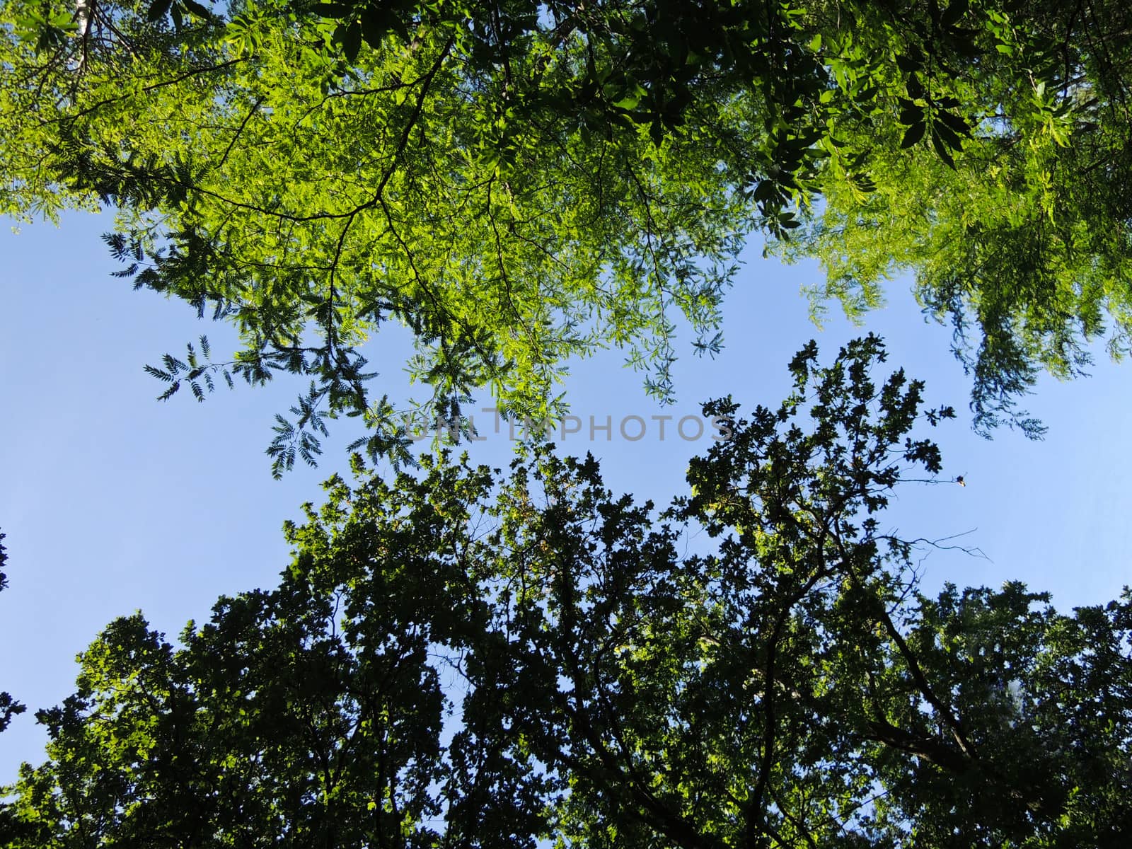 Trees branches on blue sky