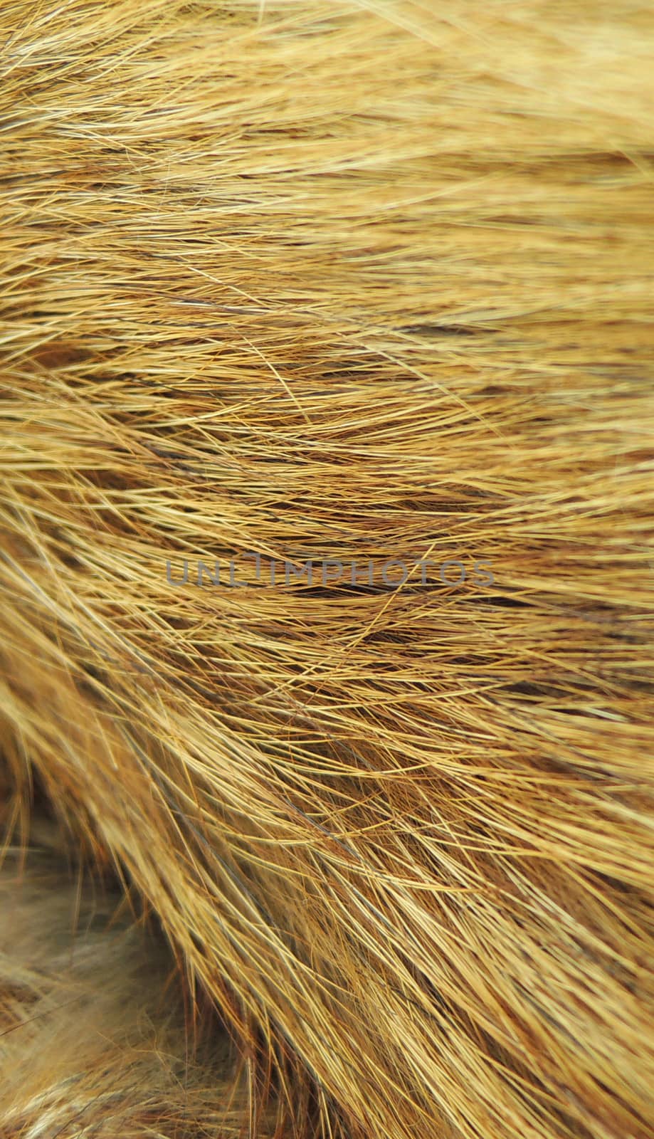 Yellow fox fur texture macro