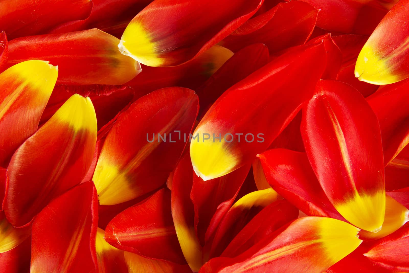 Red and yellow petals by BDS