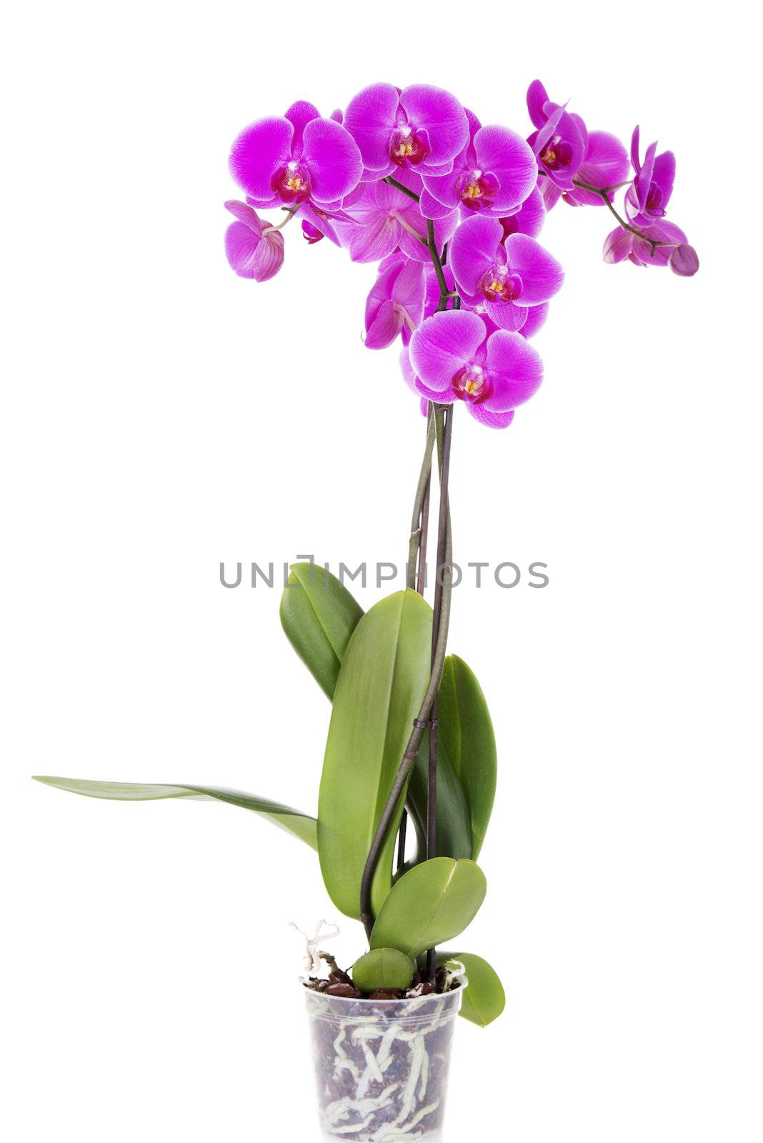 Pink orchid isolated on white background.