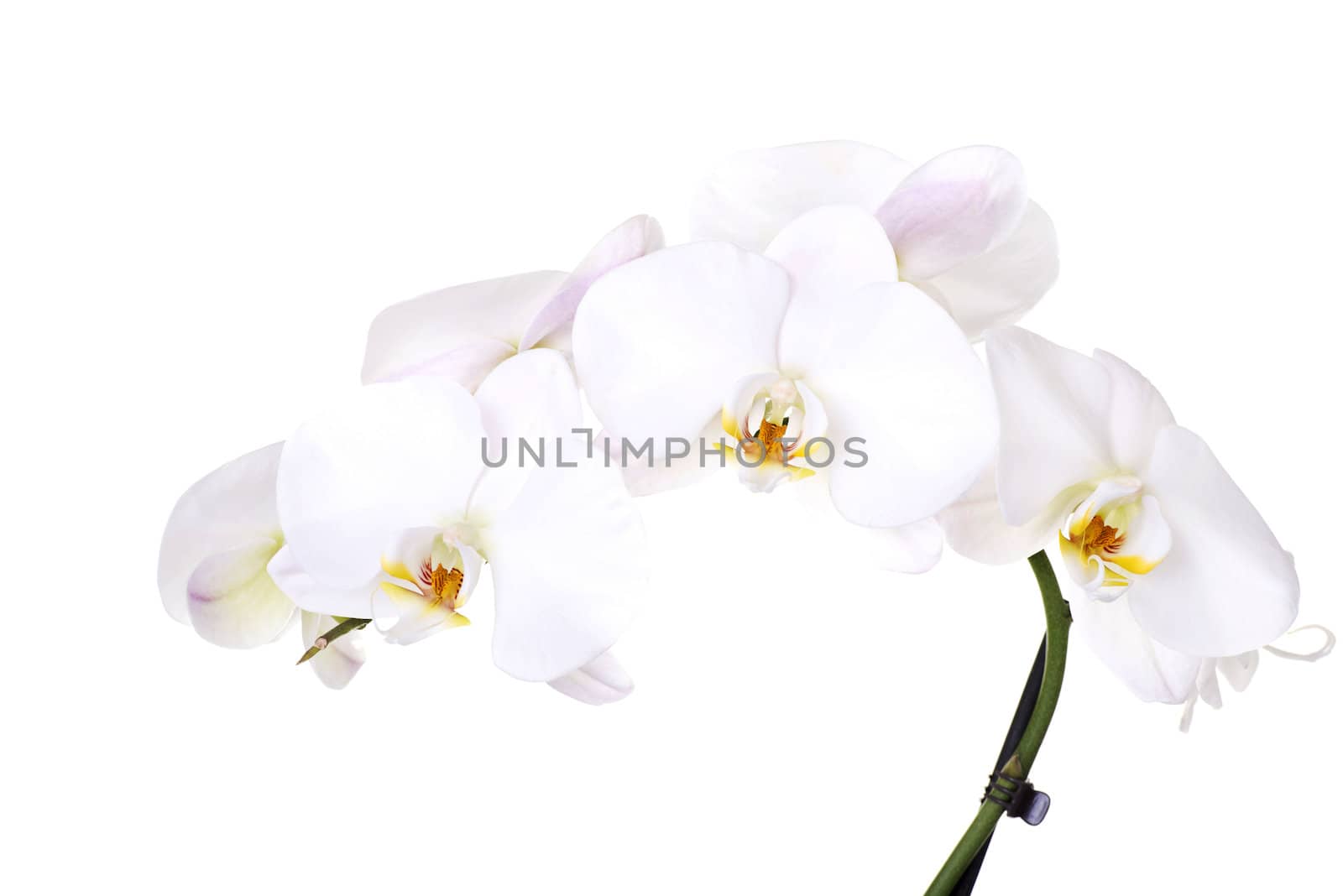White orchid flower by BDS