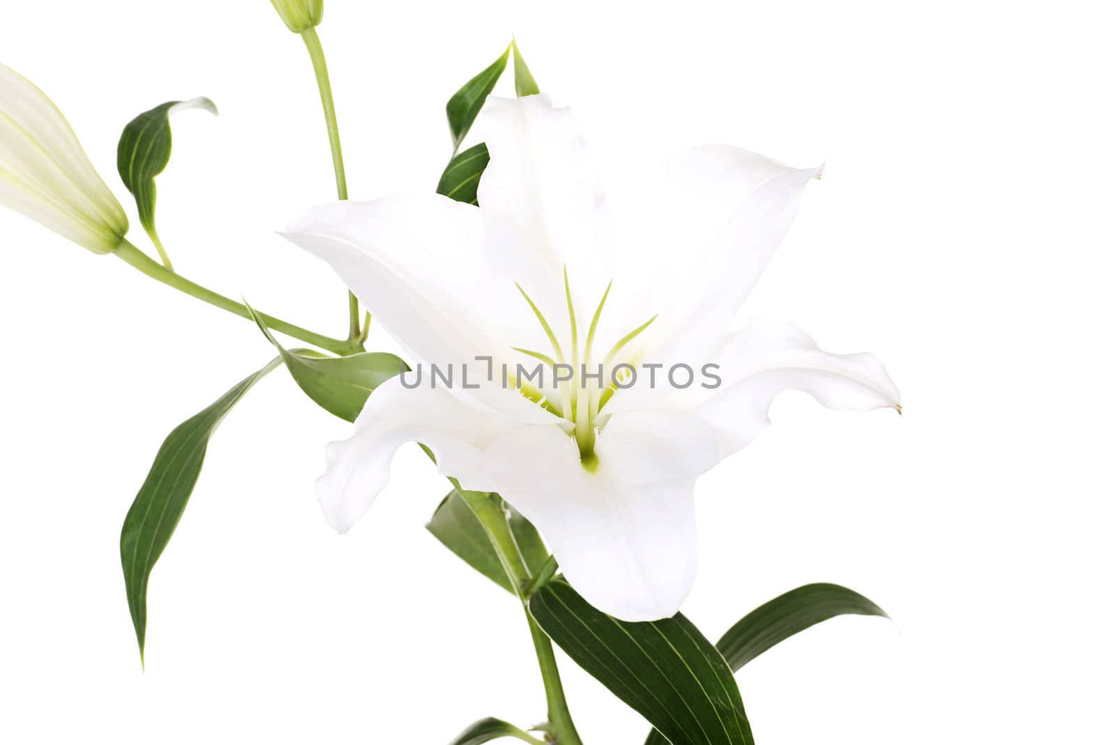 White lily flower by BDS