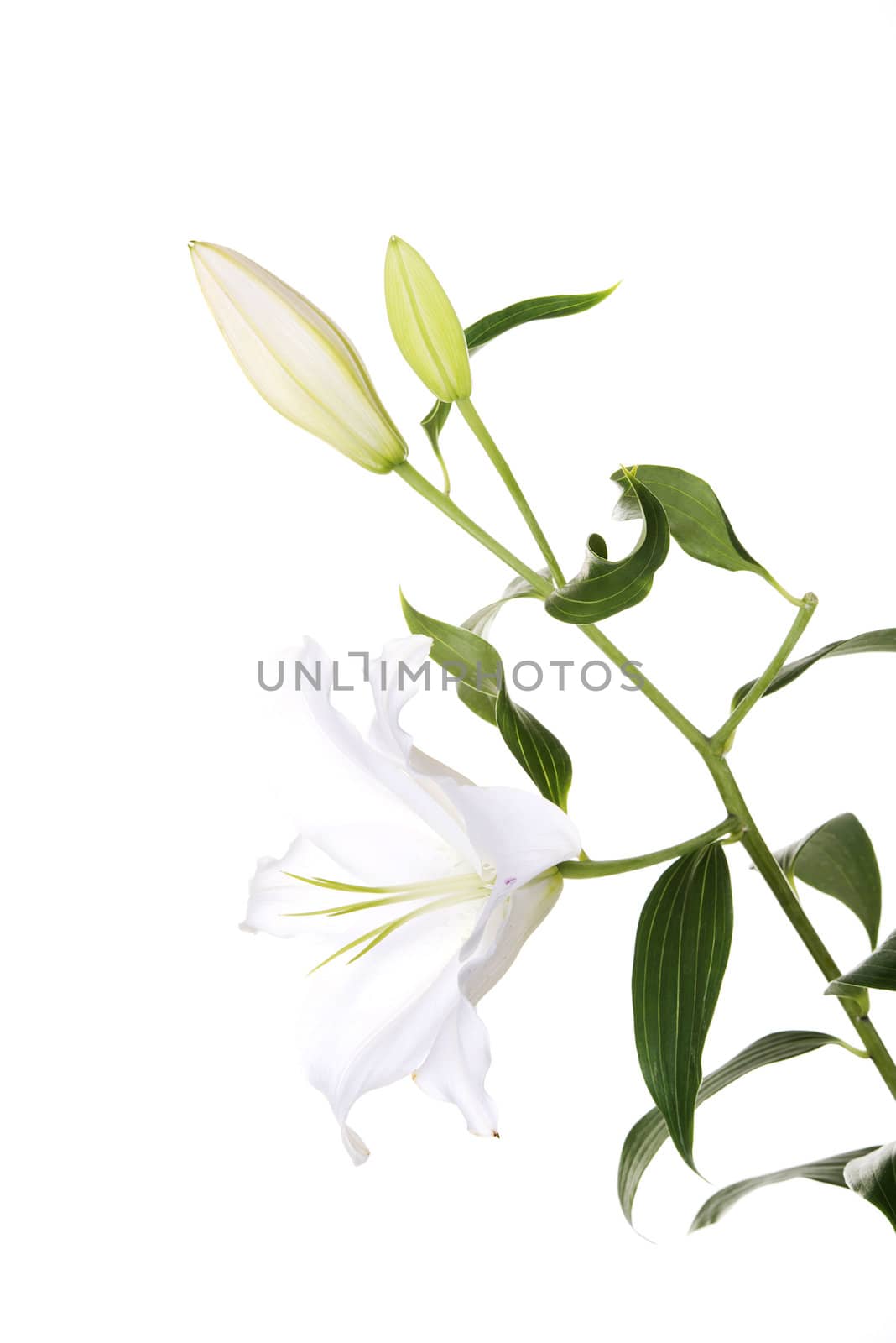 White lily flower by BDS