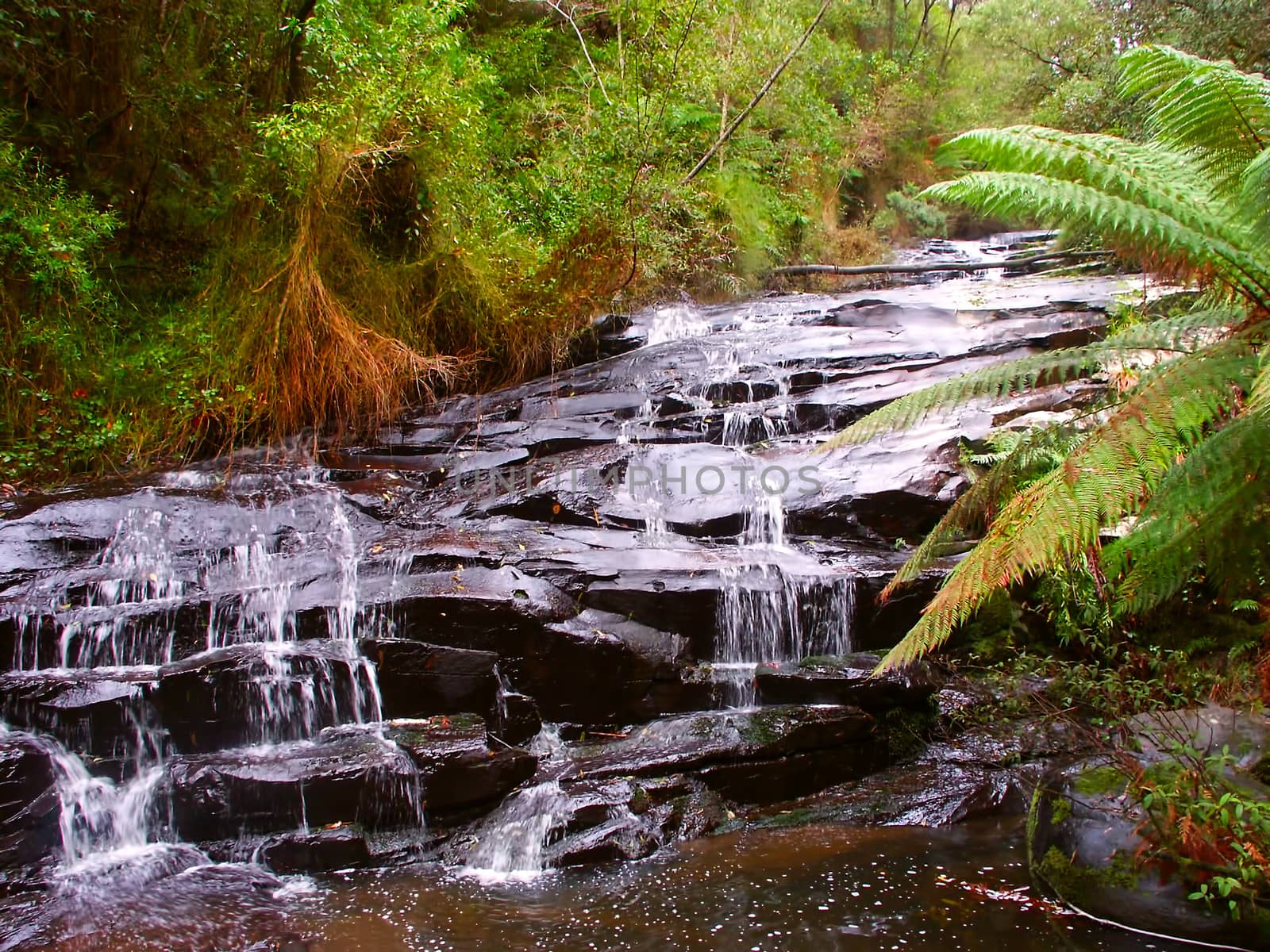 Rainforest cascade in the Great Otway National Park of southern Victoria, Australia. 