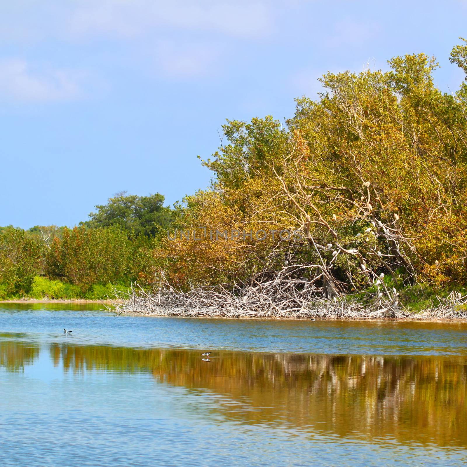 Eco Pond Everglades National Park by Wirepec