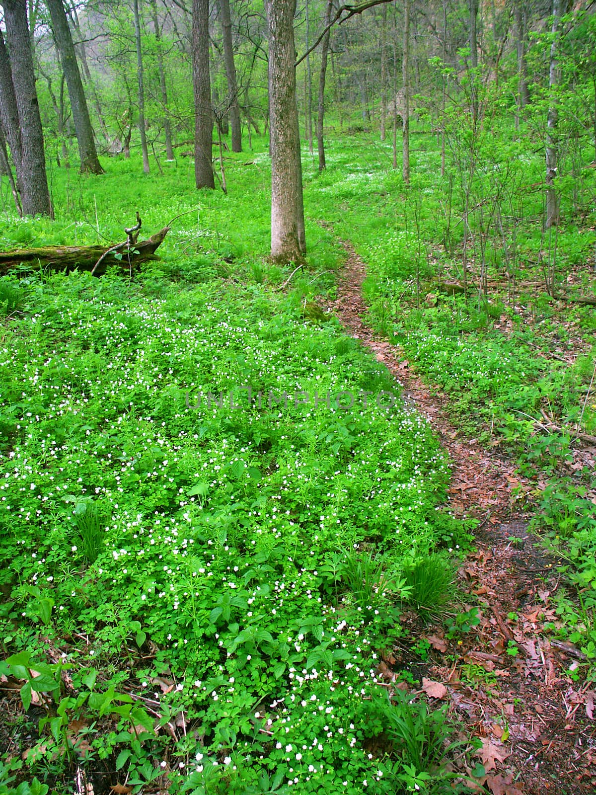Narrow trail through understory vegetation at Apple River Canyon State Park of Illinois.