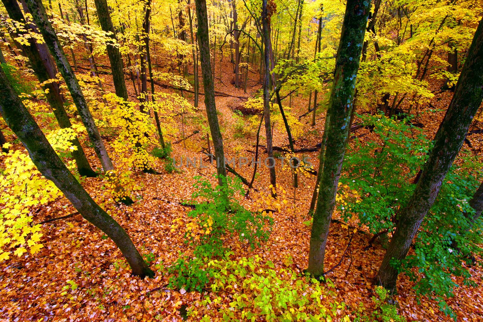 Beautiful Autumn Illinois Landscape by Wirepec