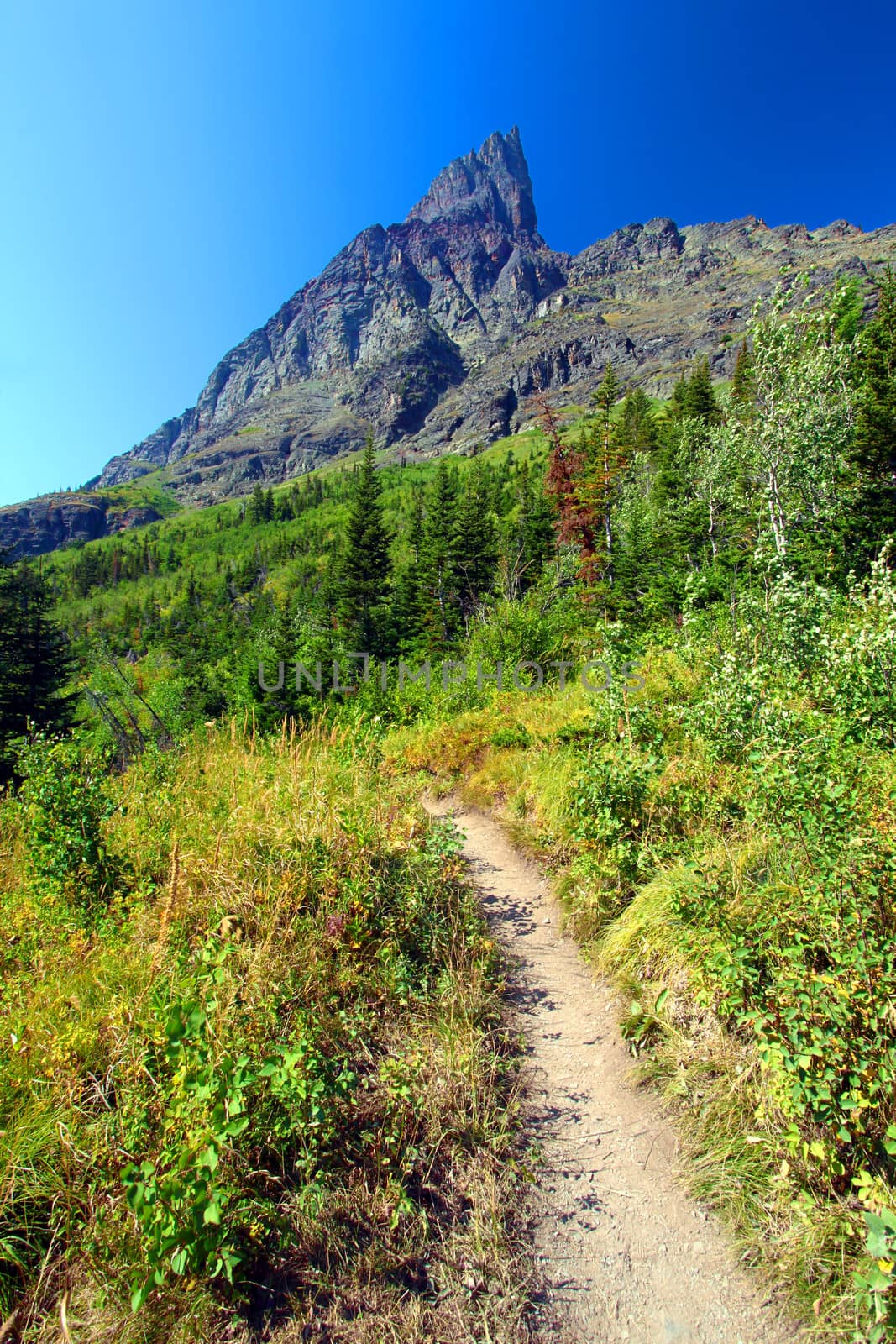 Hiking trail in the Many Glacier area of Glacier National Park.