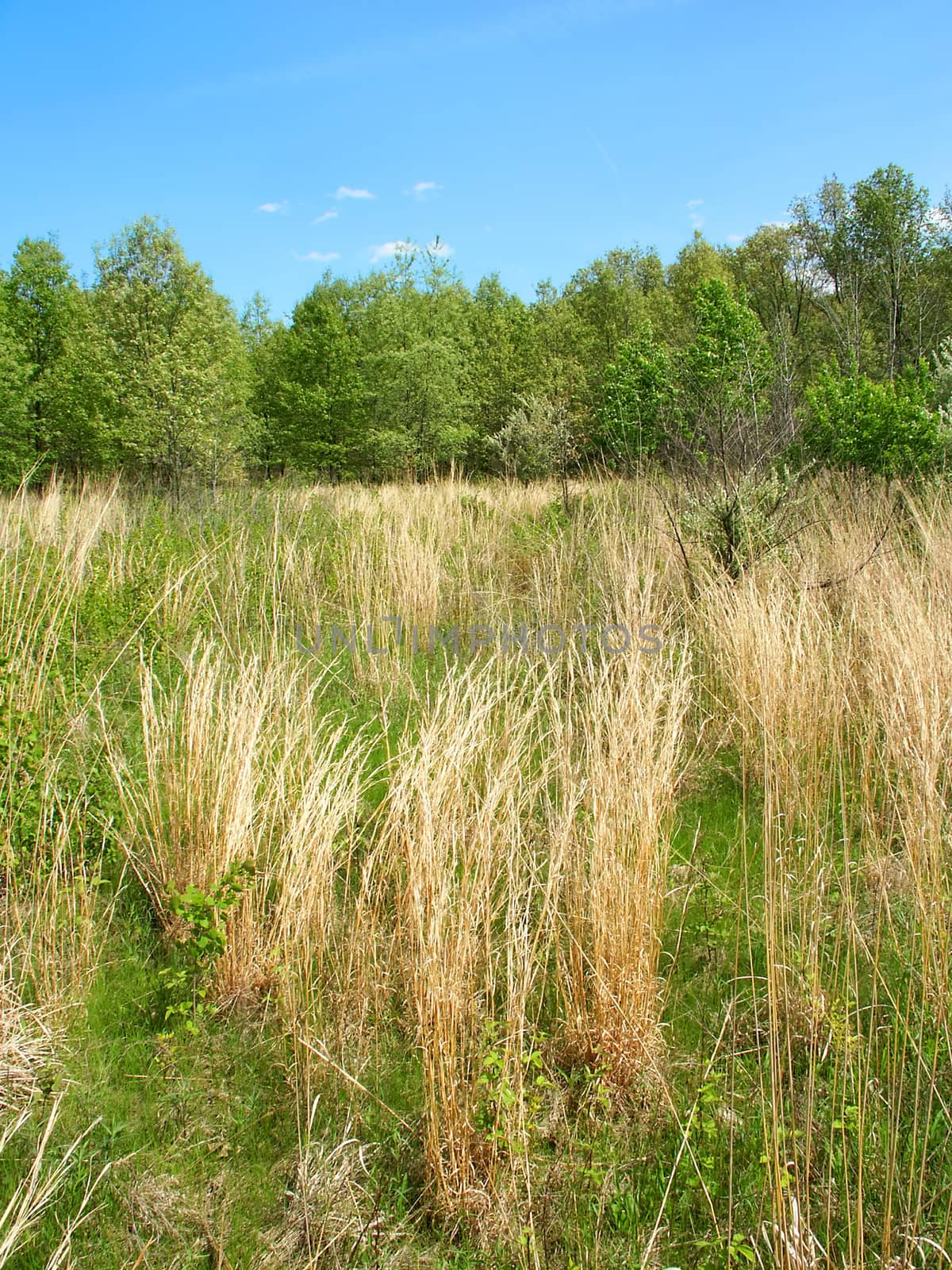 Prairie scene at Braidwood Dunes and Savanna Nature Preserve in northern Illinois.