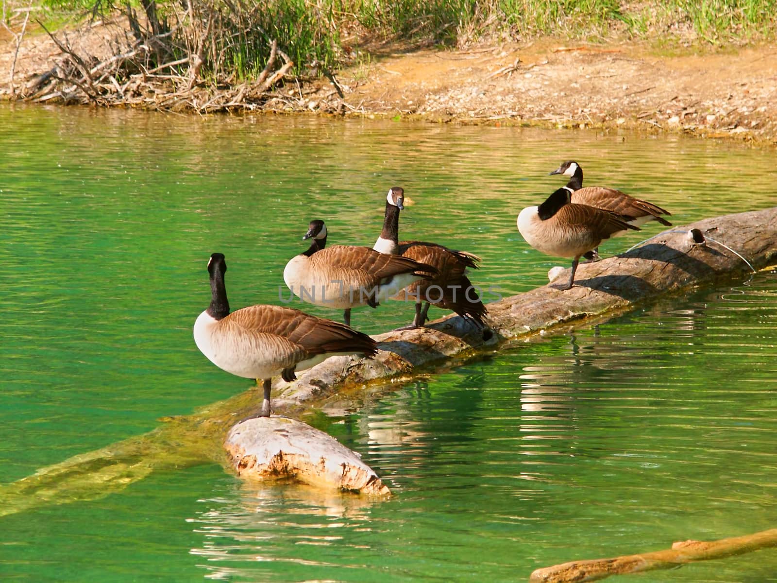Canada Geese (Branta canadensis) by Wirepec