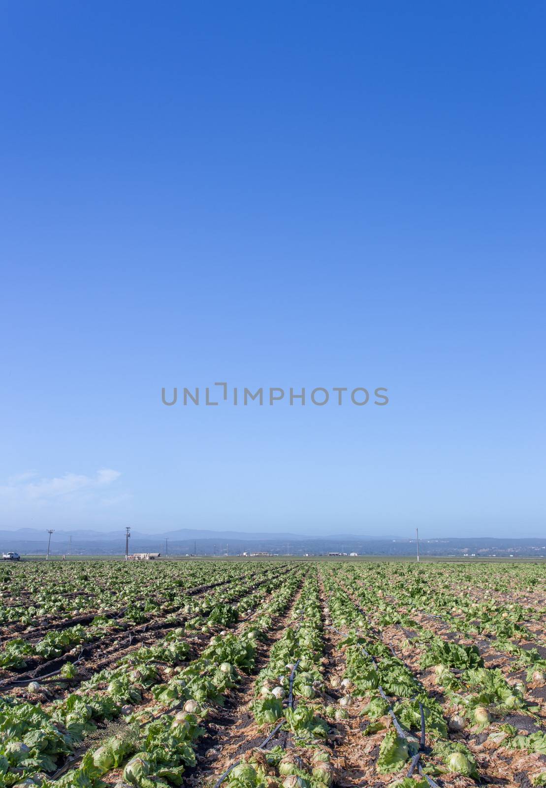 Harvested Lettuce Fields in Salinas Valley California.