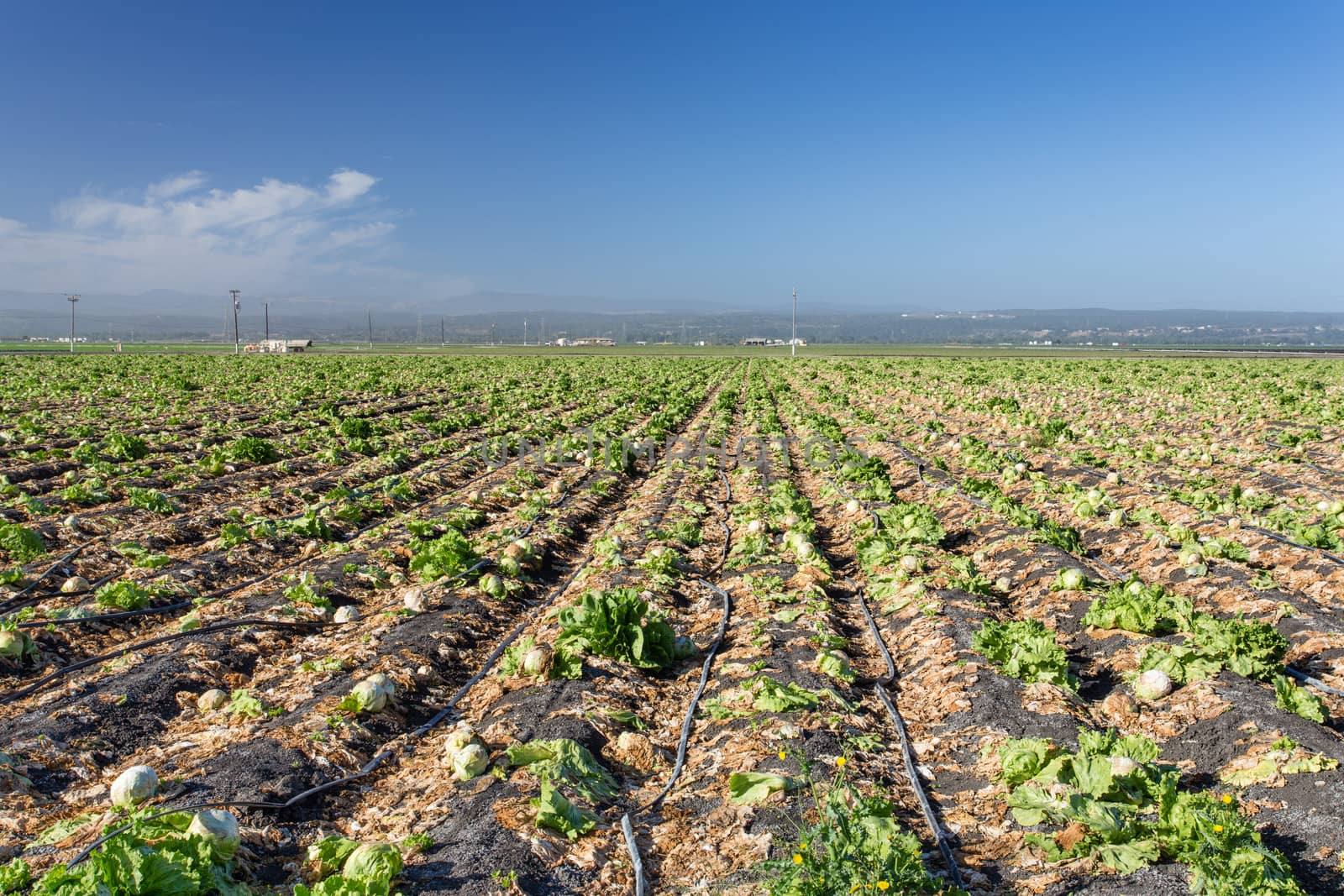 Harvested Lettuce Fields in Salinas Valley California.