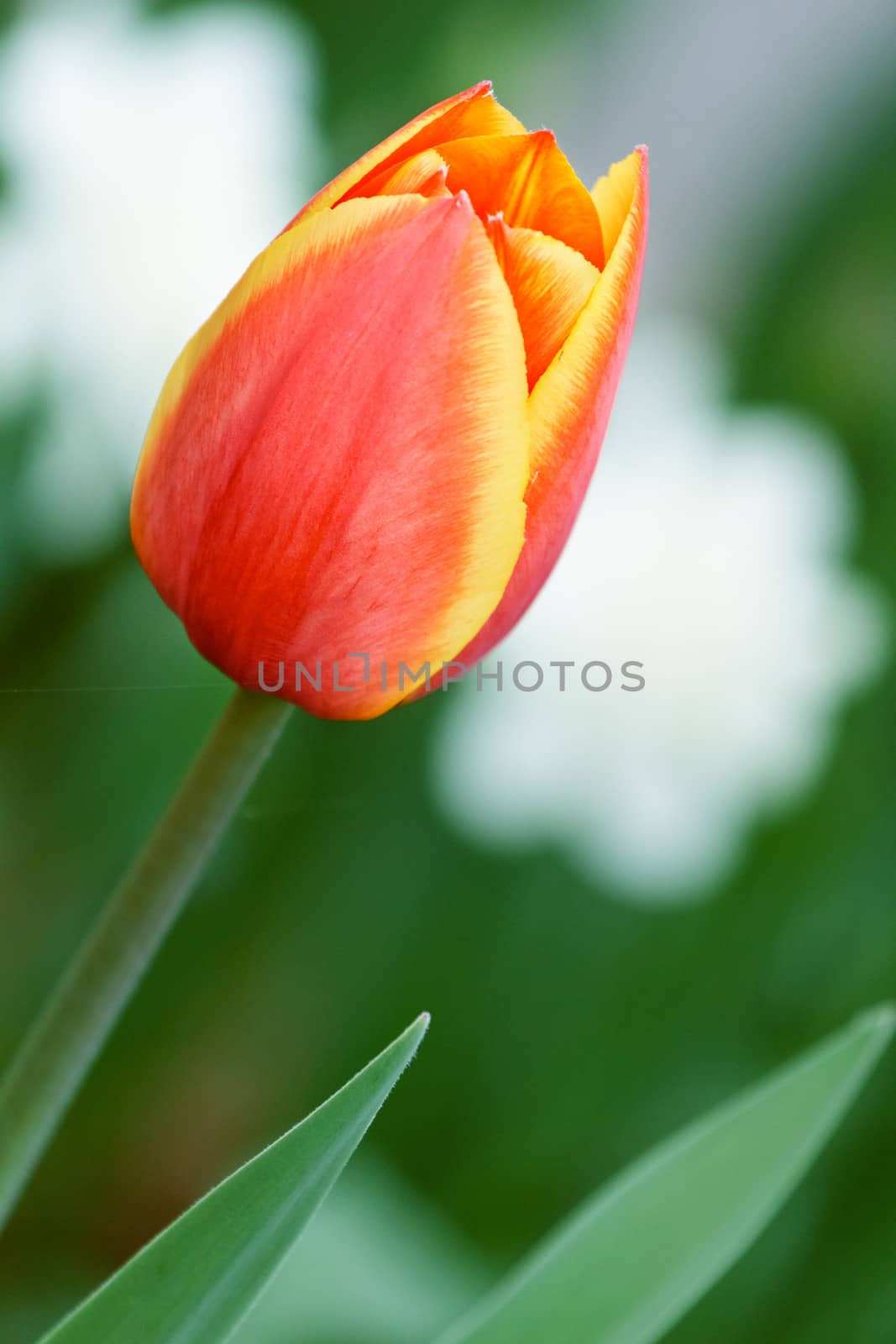 one red beautiful tulip on a outdoor close-up