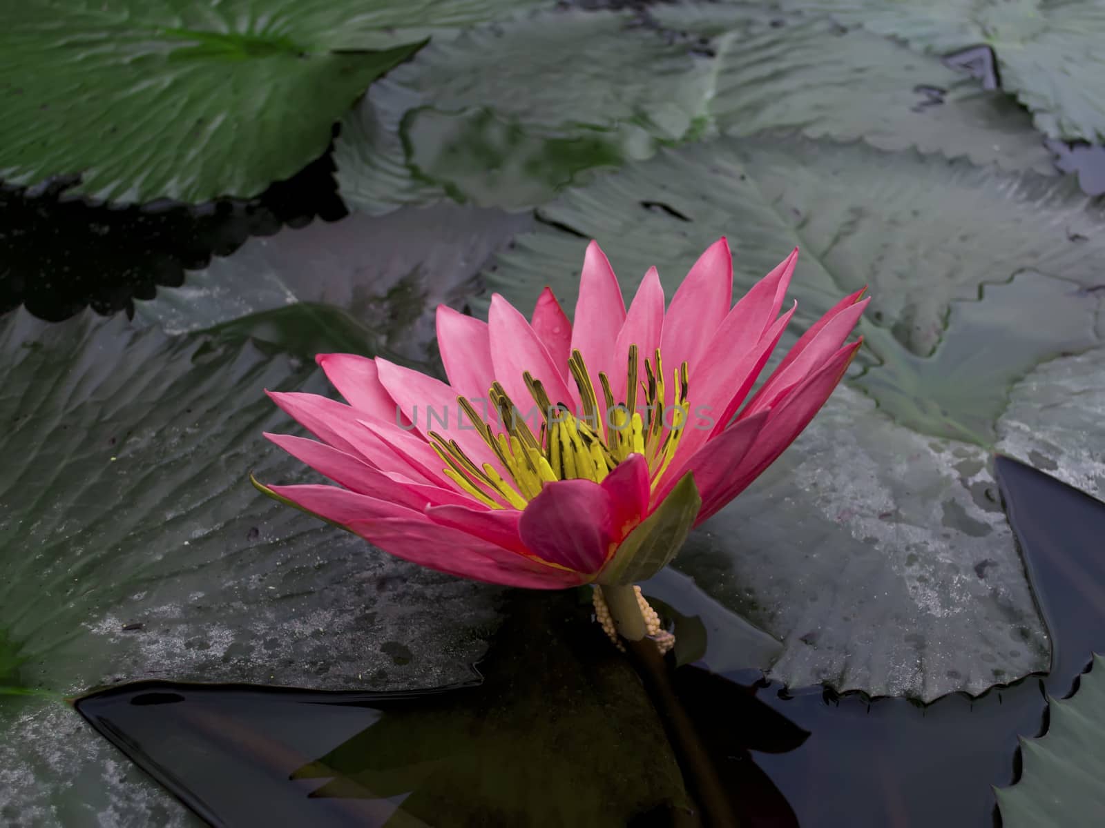 Red Lotus. by GNNick