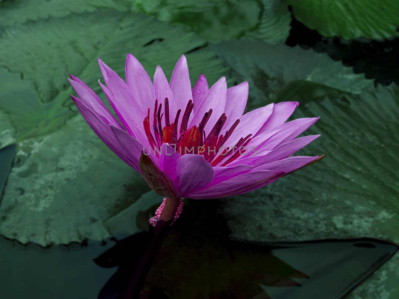 Violet Lotus. Nimphaea. Samosir Island North Sumatra, Indonesia.