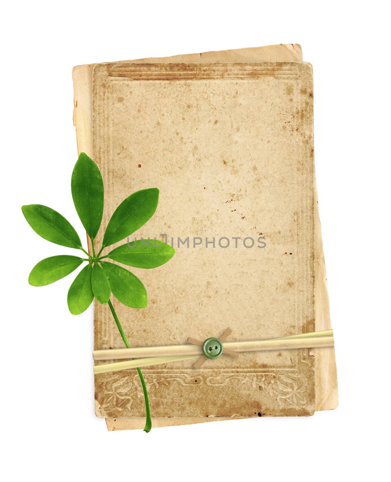 Old cards and green leaf. Isolated over white