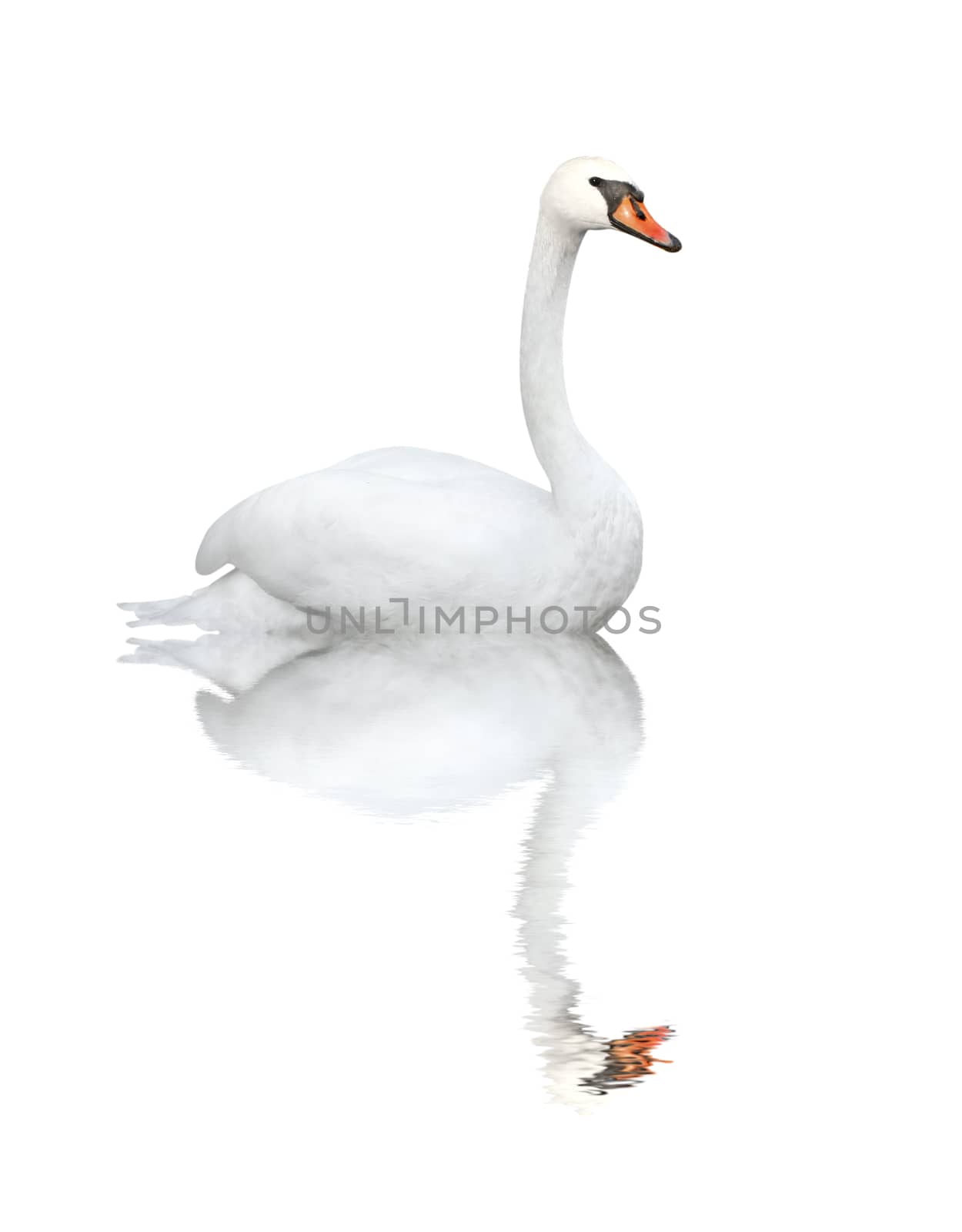 Mute swan. Isolated over white