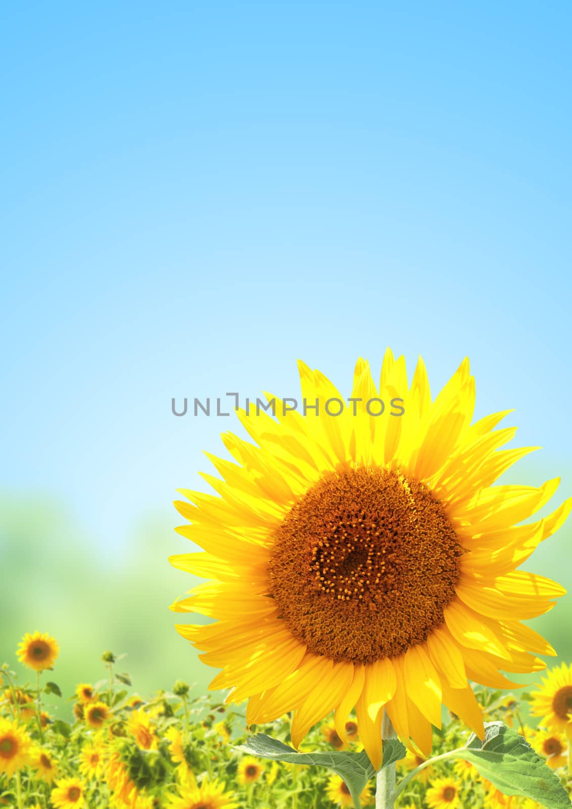 Yellow sunflowers and blue sky