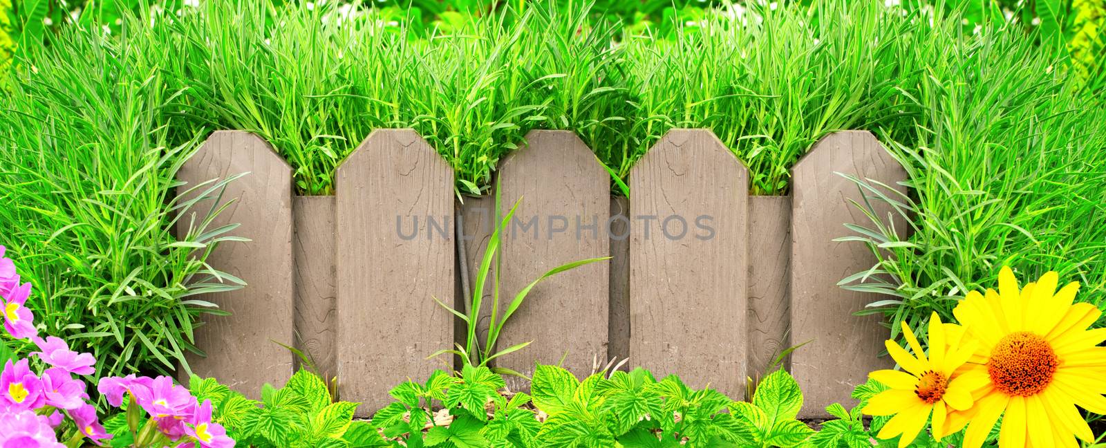 Wooden fence, flowers and green grass by frenta