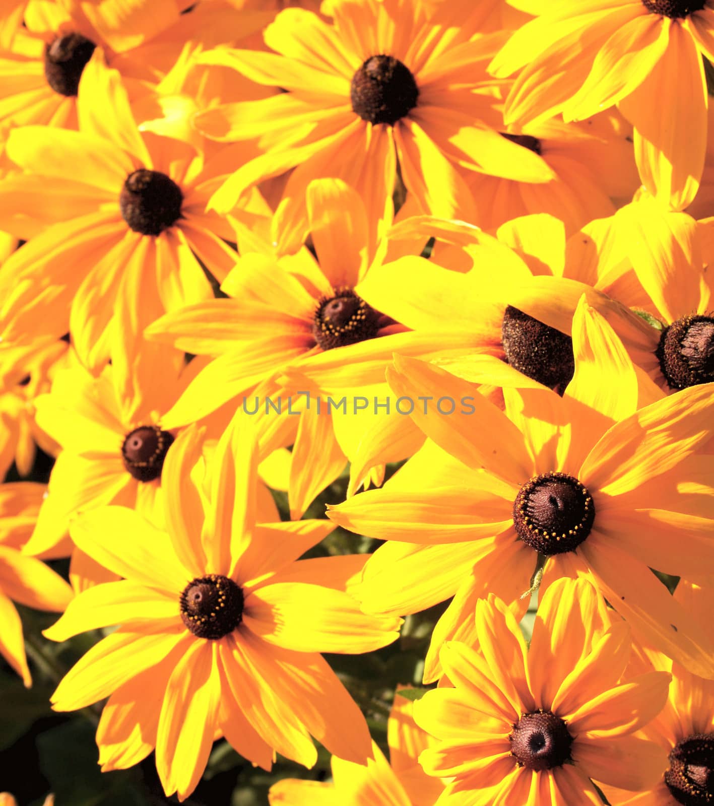 Yellow flowers by frenta