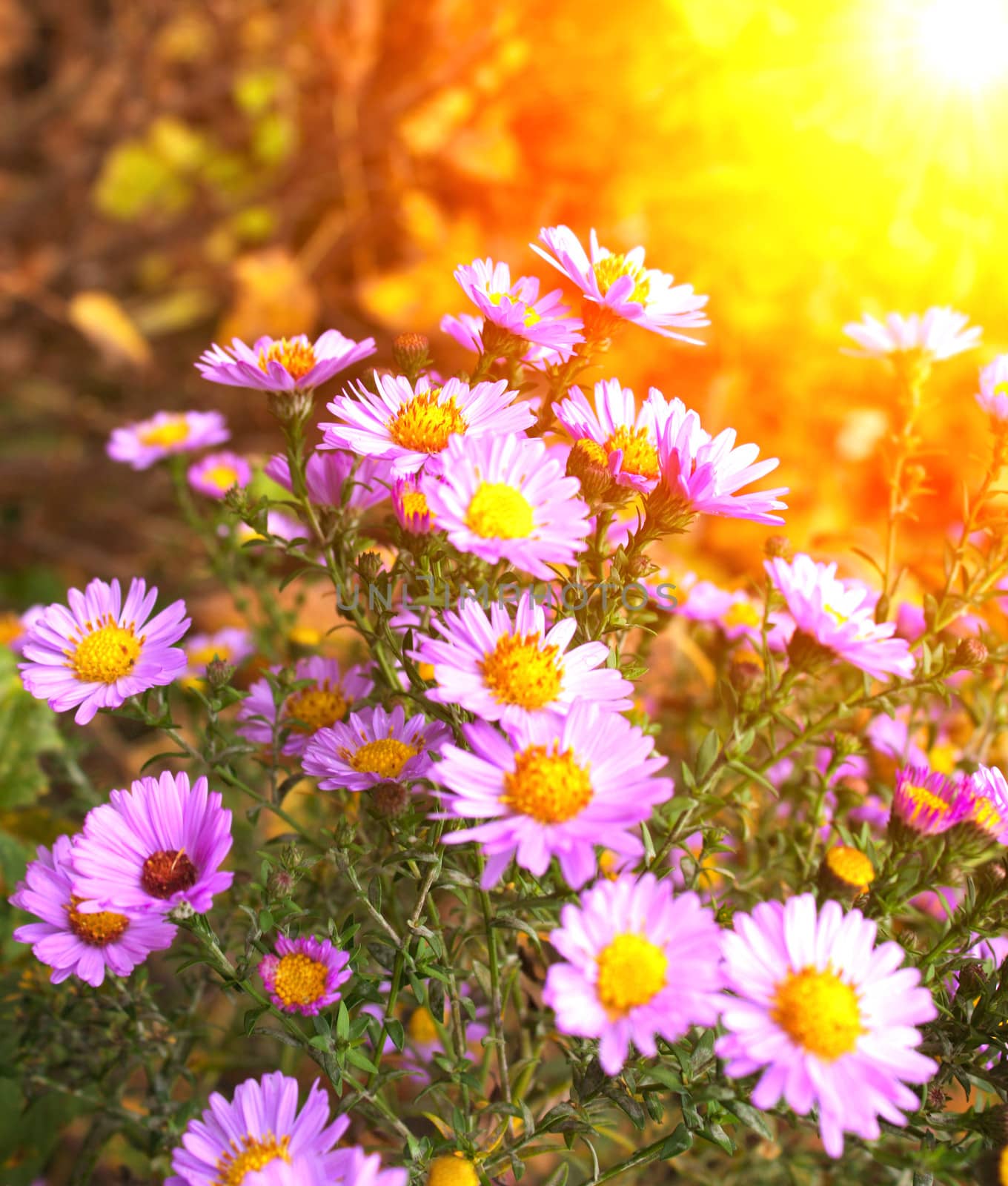 Flowers of chrysanthemum on flowerbed