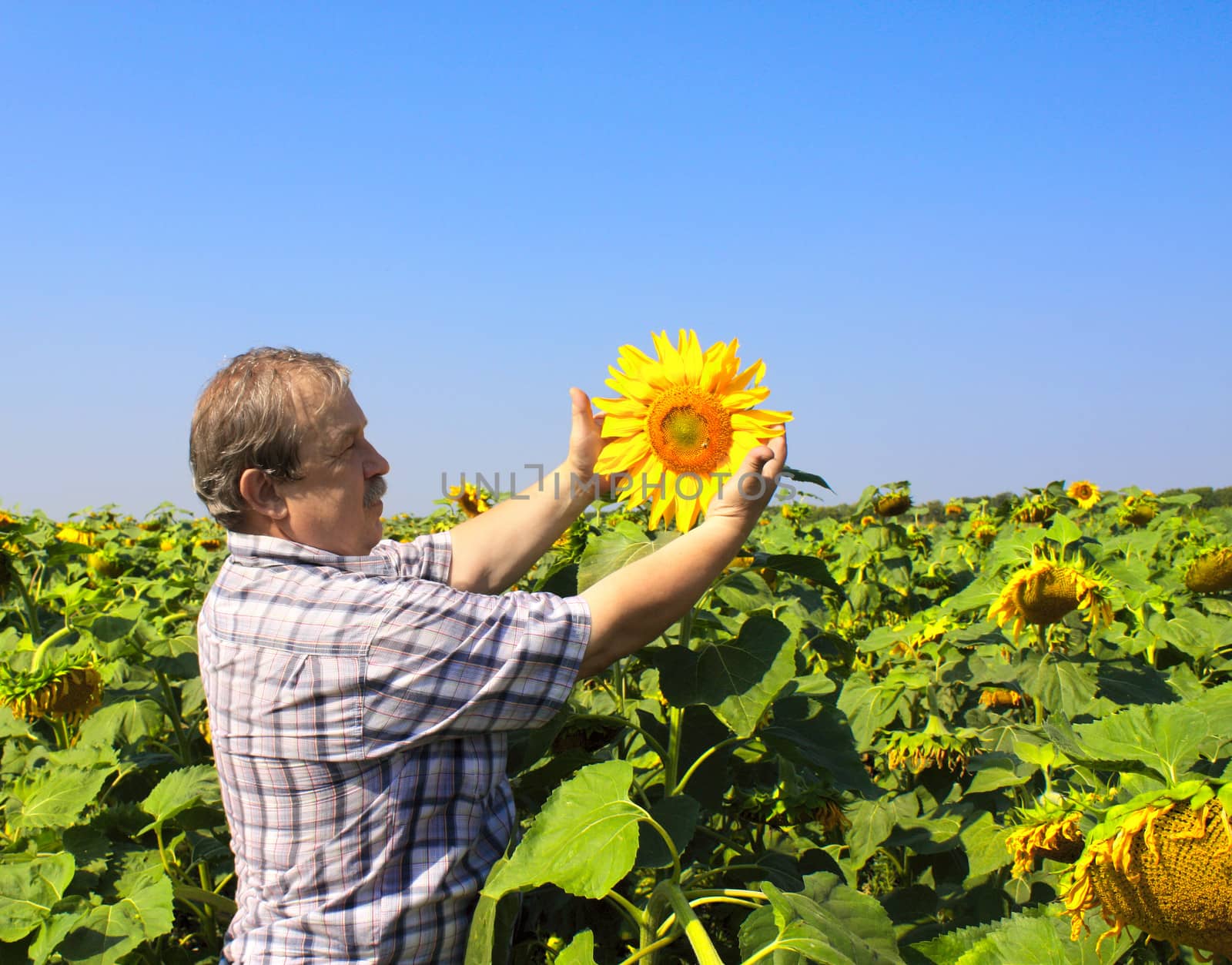 Elderly farmer and sunflowers by frenta