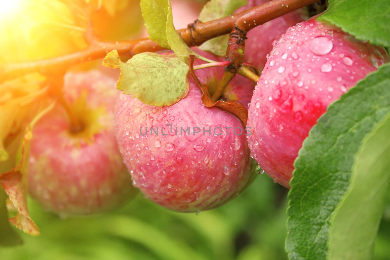 Rain drops on ripe apples