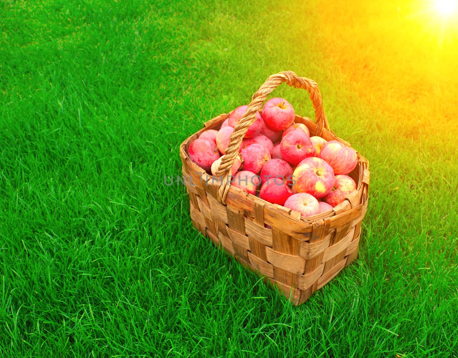 Basket with apples on a green grass