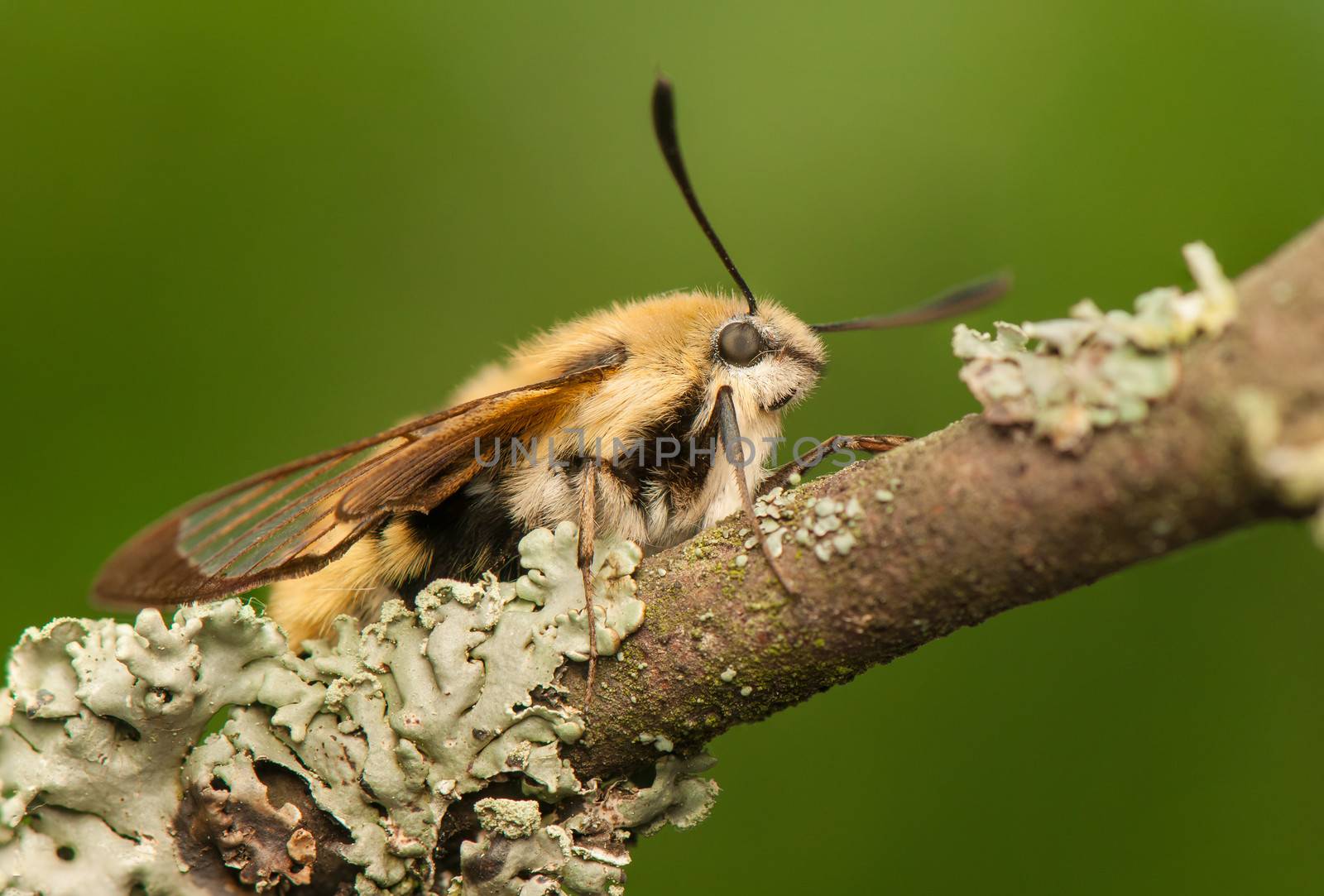 Hemaris Tityus by Gucio_55