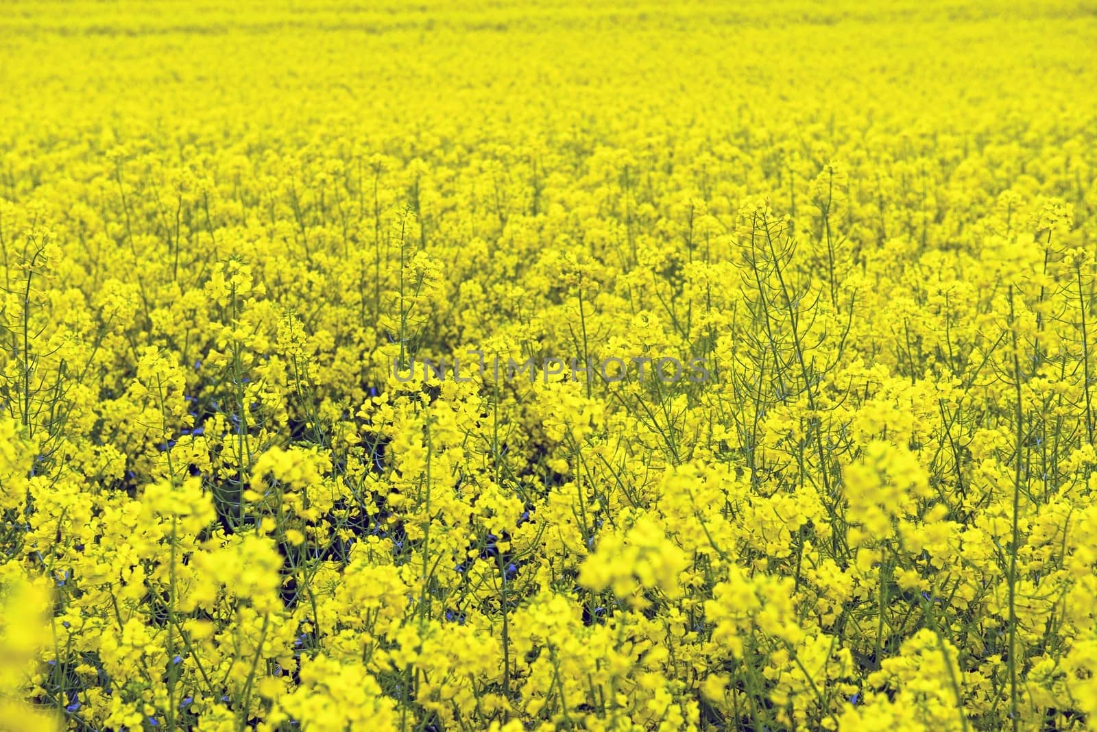 Rape field in bloom