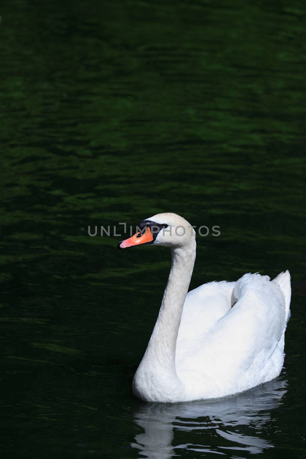 Swan On Water by kvkirillov