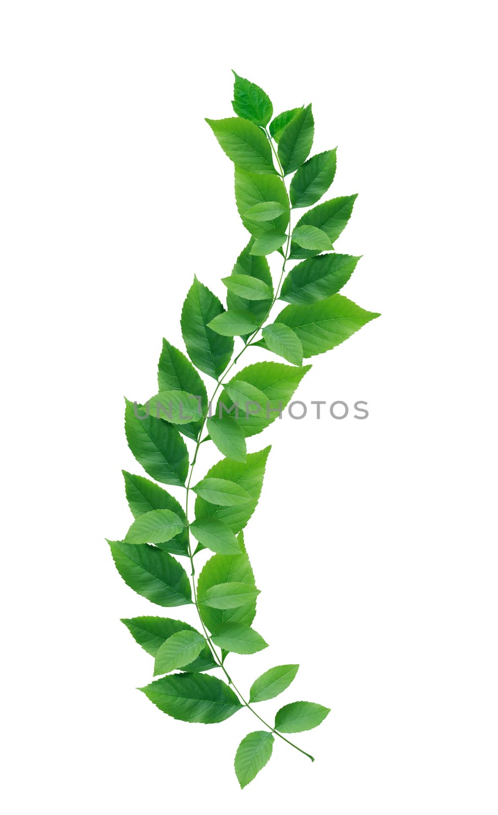 Beautiful twig with green leaves on white background