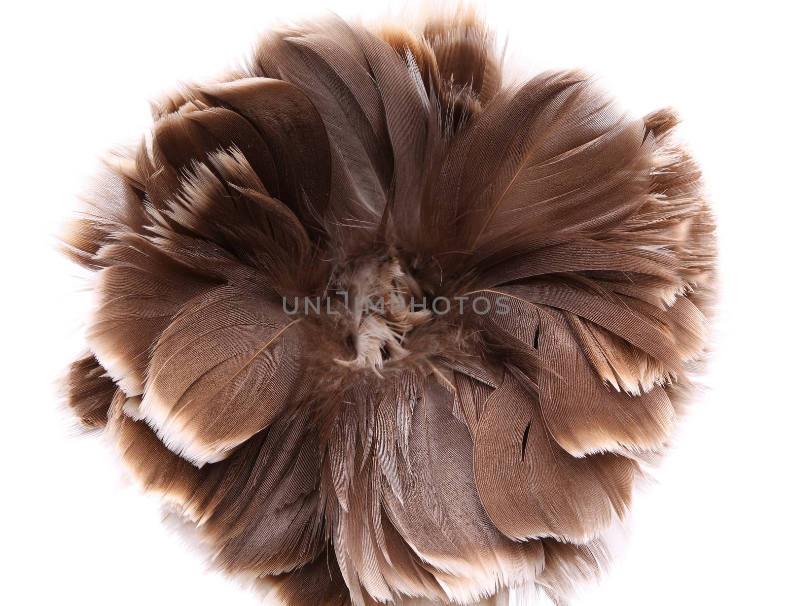 End feather duster close-up by indigolotos