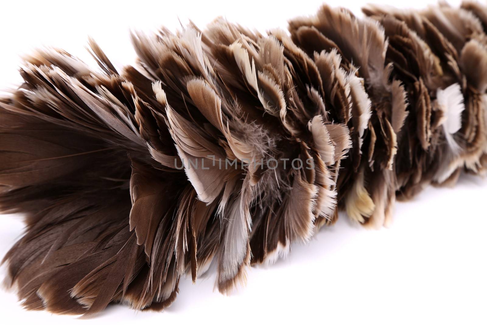 Brown feather duster