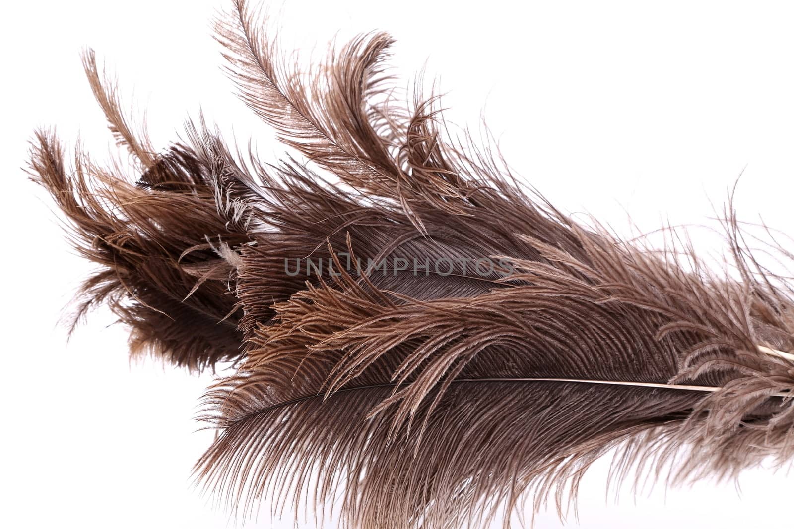 End feather duster