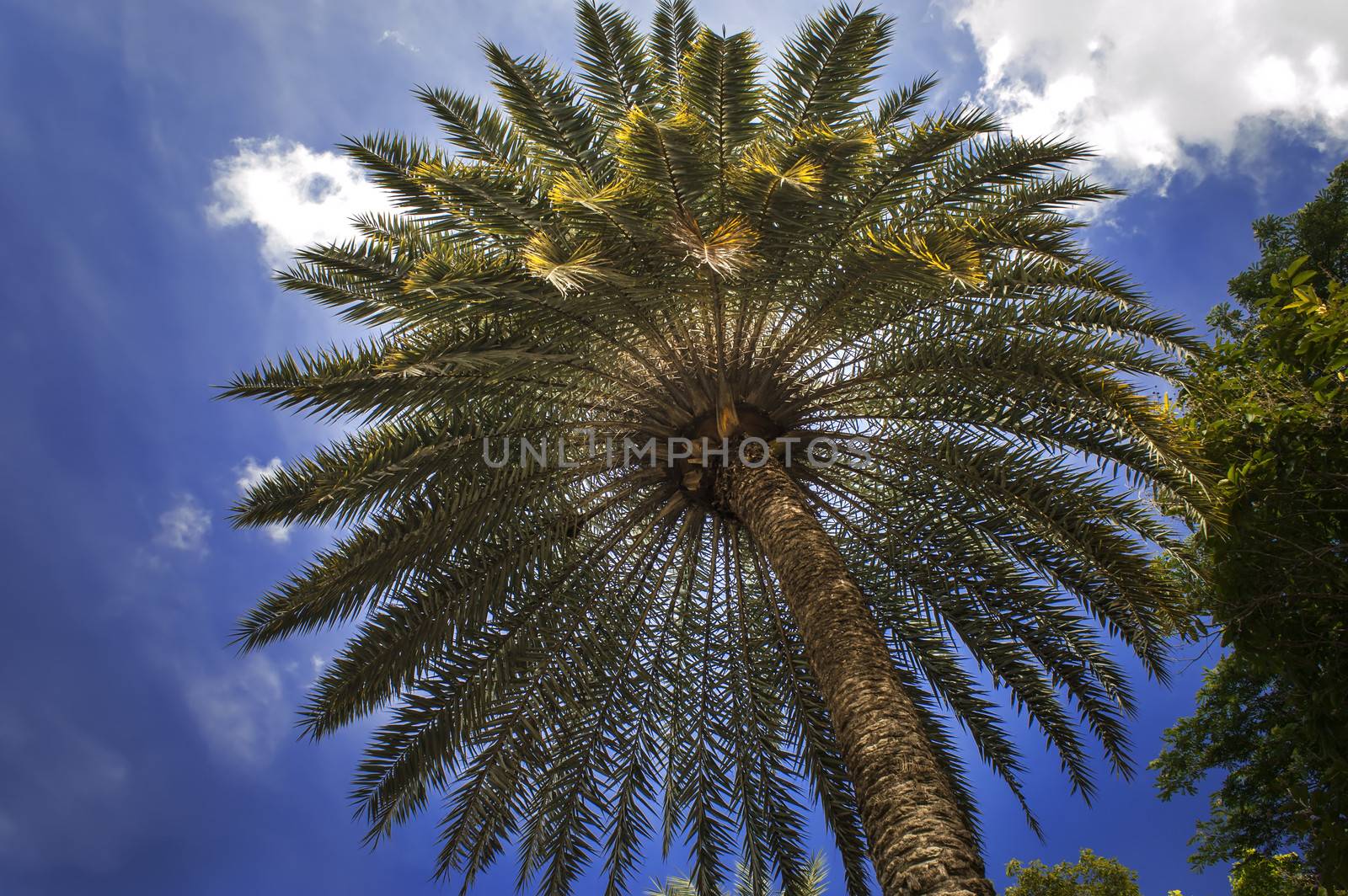 Phoenix Sylvestris. Palm tree in Nong Nooch Garden, Pattaya.