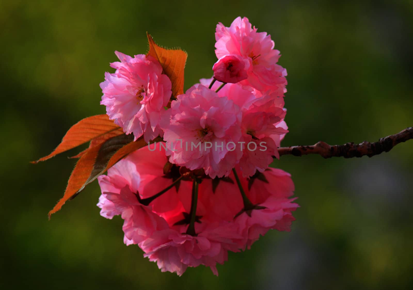 branch of blossoming cherry tree
