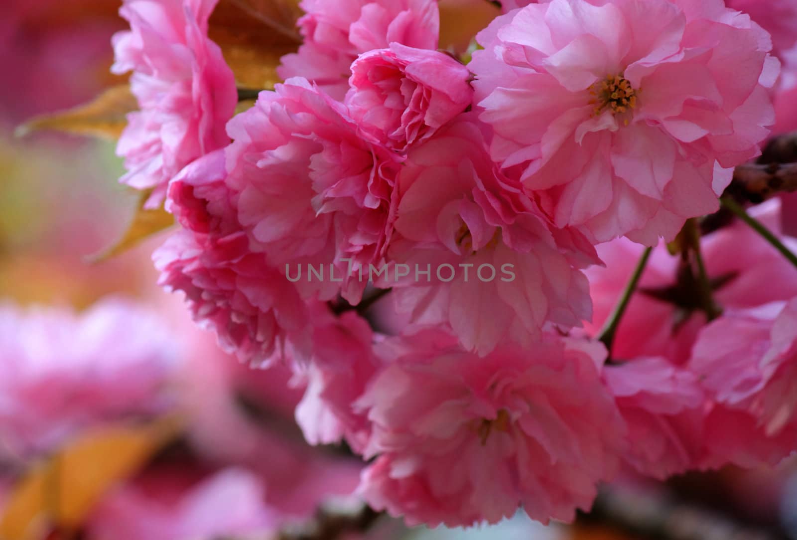 close up of cherry blossom